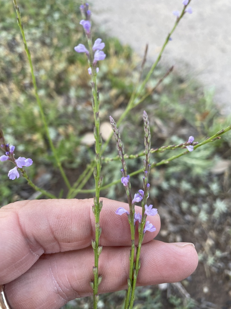 Texas vervain from Abilene State Park, Tuscola, TX, US on April 21 ...