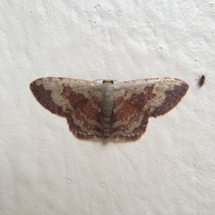 Idaea vacillata