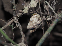 Hyposemansis albipuncta