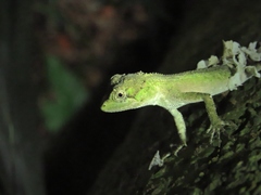 Diploderma swinhonis