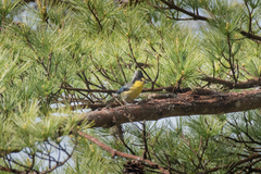 Machlolophus holsti