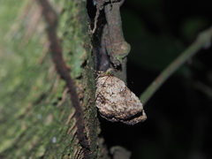 Hyposemansis albipuncta