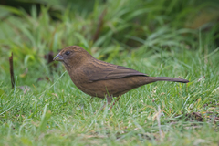 Carpodacus formosanus