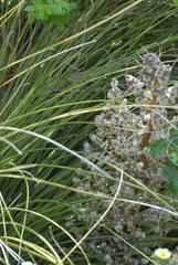 Nolineae