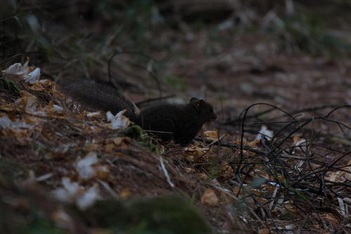 Perny's Long-nosed Squirrel