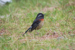 Tarsiger johnstoniae