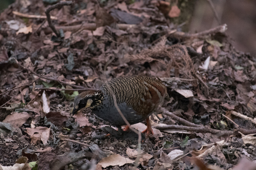 Arborophila crudigularis