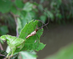 Tetragnatha elongata