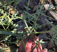 Perideridia californica