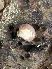 Semele