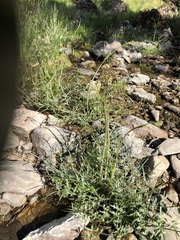 Perideridia californica