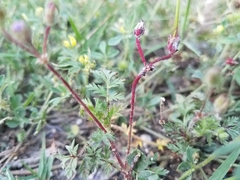 Synchytrium papillatum