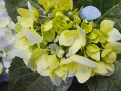 Hydrangea macrophylla