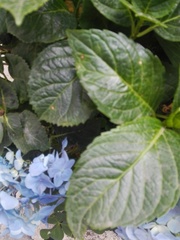 Hydrangea macrophylla