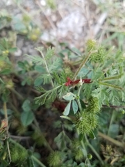 Synchytrium papillatum