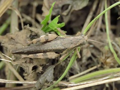 Xenocatantops brachycerus