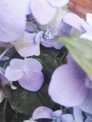 Hydrangea macrophylla
