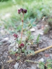 Synchytrium papillatum
