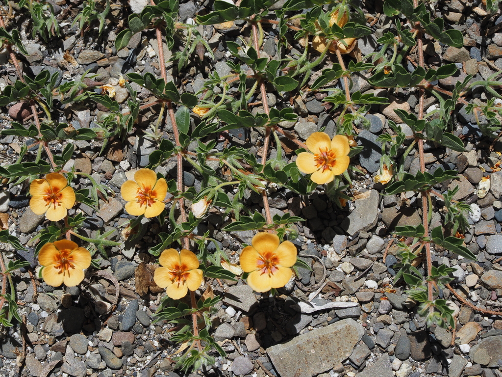 Kallstroemia boliviana