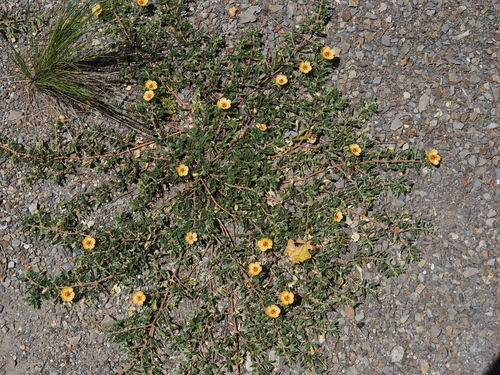 Kallstroemia boliviana (Kallstroemia boliviana)
