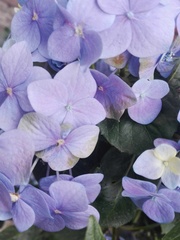 Hydrangea macrophylla