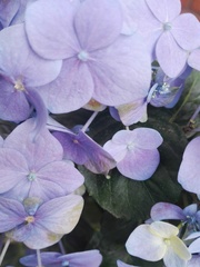 Hydrangea macrophylla