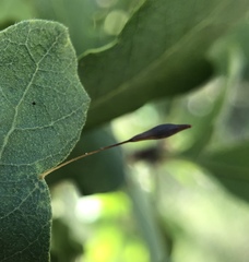 Andricus pedicellatus