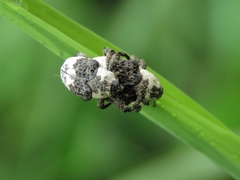 Sternuchopsis trifida