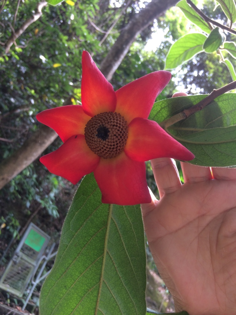 Chuối con chồng – Uvaria grandiflora