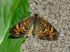 Phyciodes batesii
