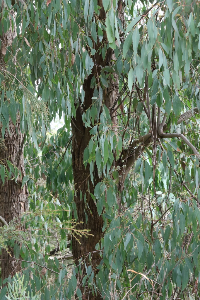 narrowleaf peppermint gum from Traralgon VIC 3844, Australia on April