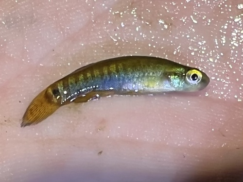 Pygmy killifish (Leptolucania ommata) — Fundulidae — 2