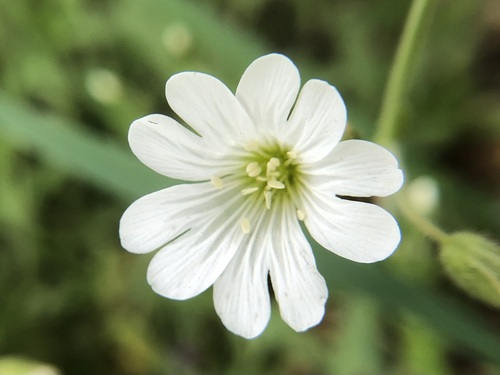 Image of Cerastium velutinum by (c) jonsense, some rights reserved (CC BY)