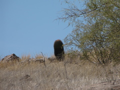 Ferocactus emoryi emoryi