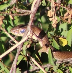 Psammophis mossambicus