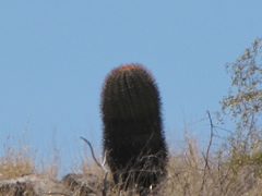 Ferocactus emoryi emoryi