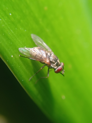 Stable fly