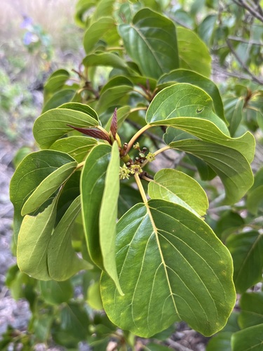 Colubrina oppositifolia observed 2024-04-19