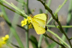 Colias harfordii