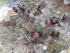 Asclepias cordifolia