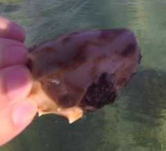 Cymbiola vespertilio