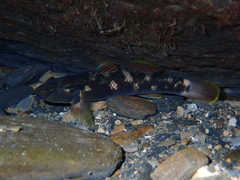 Nantaiensis Goby photo 4