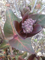 Asclepias cordifolia