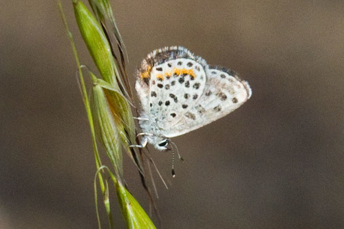 Mojave Blue butterfly