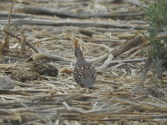 Callipepla douglasii