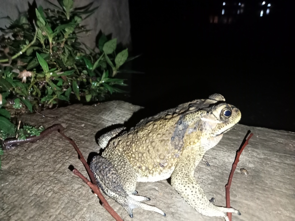 Asian Common Toad from situgede on November 3, 2023 at 08:49 PM by ...