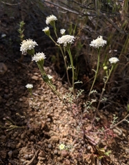 Chaenactis stevioides