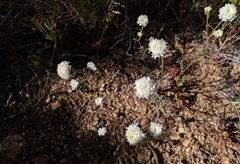 Chaenactis stevioides