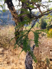 Prosopis laevigata