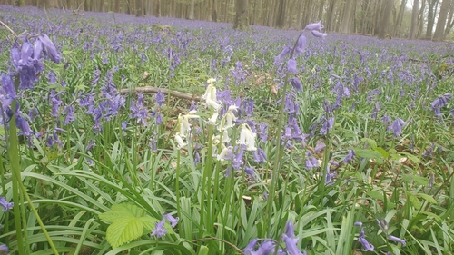 Hyacinthoides non-scripta